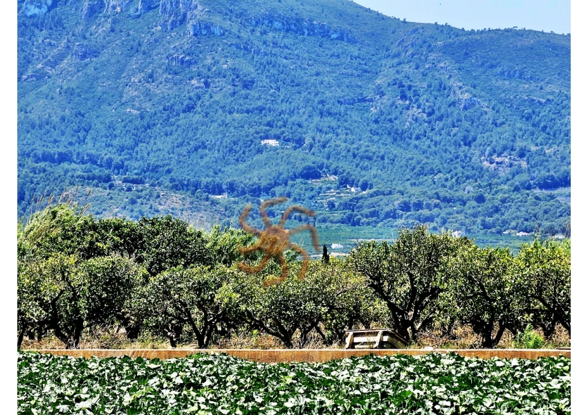 Sad pomarańczowy  Cullera, Walencja